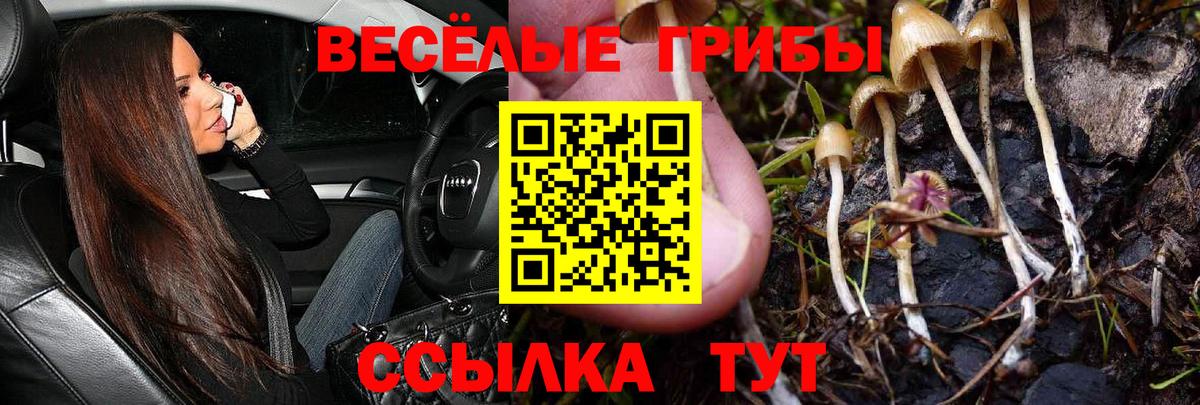 Балашов  Галлюциногенные грибы Cubensis  Вход с VPN 